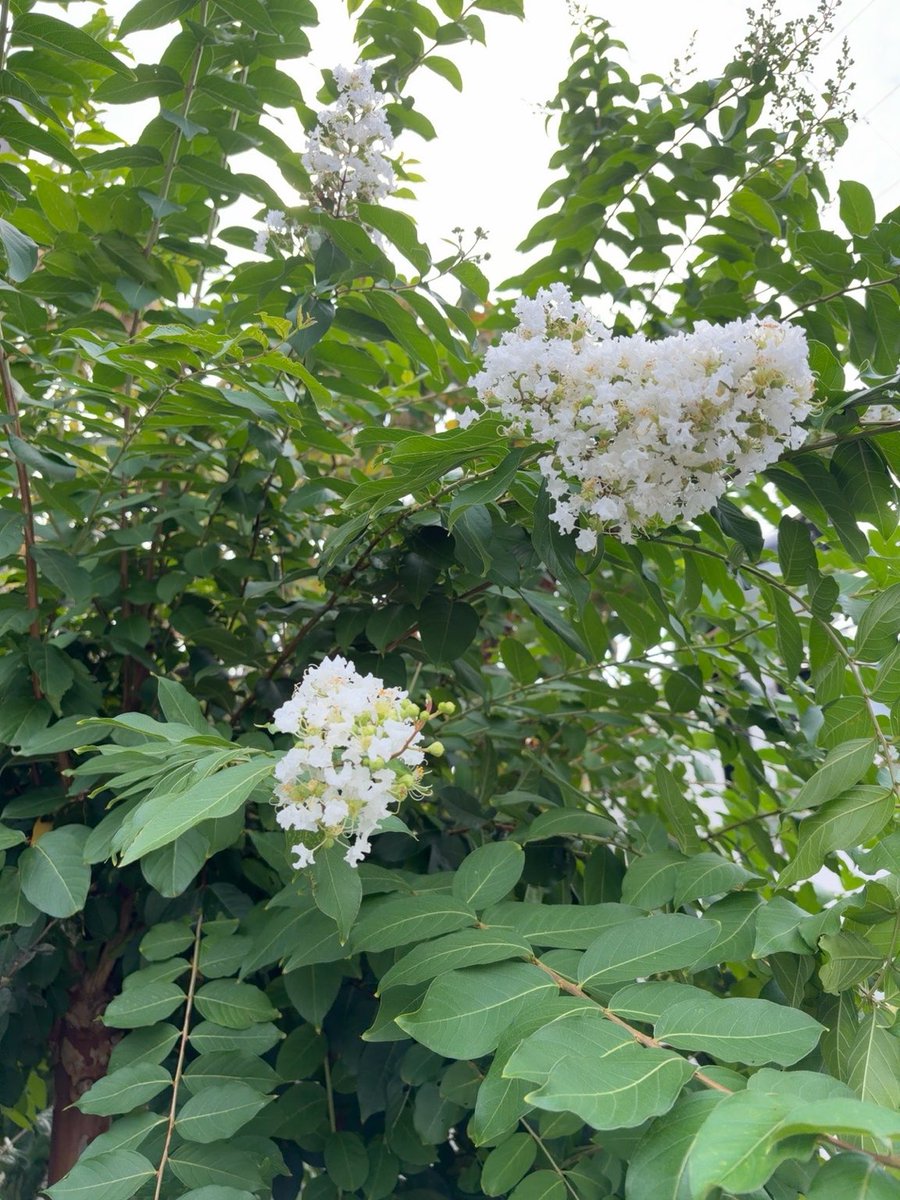 tamateboxkey's tweet photo. 【サルスベリ】白花もいいね https://t.co/krRqJMwg77