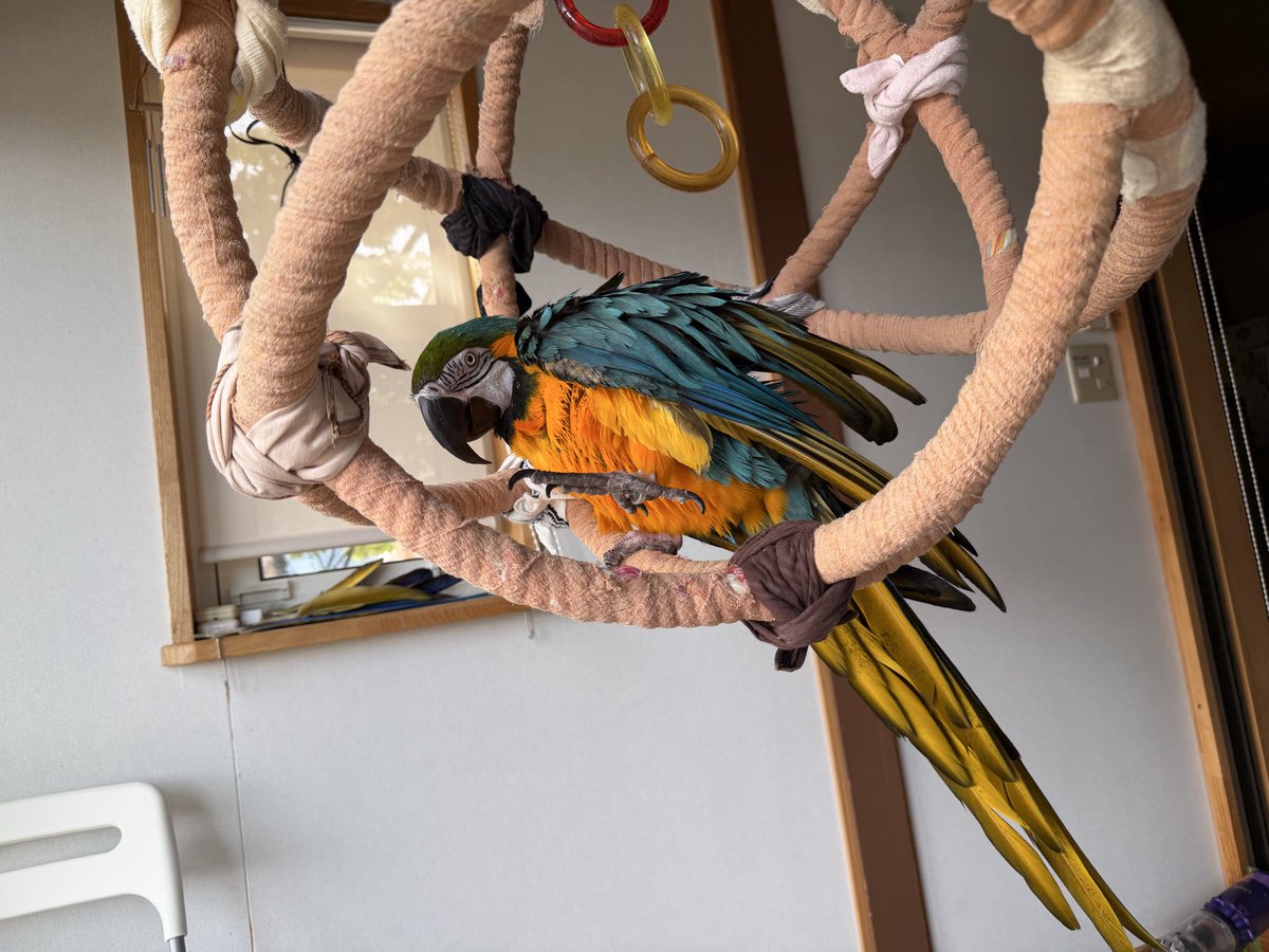 wkbbird's tweet photo. 水浴びしてハッスル中！ https://t.co/Z1W1Jrqwyo