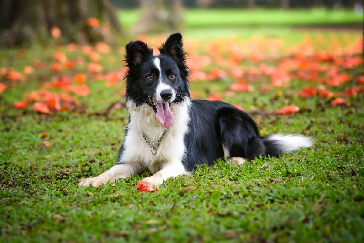 c0rrupt3dcrash's tweet photo. #dogbreedoftheday! Border Collie

The border collie is widely considered the leading sheep-herding breed in the world, with a few other breeds matching it for speed, agility, working ability, and drive. With that, they are frequently ranked number 1 in the top 10 most intelligent dog breeds in the world and are particularly receptive to training. They are sensitive, highly energetic, and have excellent problem solving skills. Border Collies are the happiest when working or involved in high-octane activities and require lots of exercise. As long as their mental and physical needs are being met, the Border Collie can be engaging, lively, and rewarding members of the family but are not for novice dog owners. 

Border Collies emerged from the ancient native British working dogs, developed along the borders of Scotland and England and was named the Border Collie in 1915. In England, Queen Victoria promoted the breed by owning several, including Sharp, who was frequently photographed with her. Her most famous is Winston Cap who was born in 1963 and is depicted on the International Sheep Dog Society badge. 

Their ears can be slightly folded over around the tips but are commonly seen with pin prick ears. They are medium-small with a height of 15"-22" and 30-45lbs, though there is a small percentage that gets up to 23"-26" in height and 45-65lbs. Border Collies aren't commonly affectionate but are extremely loyal, commonly referred to as the "Velcro Dog." They are commonly used as herding dogs but can also work as guard/watch, service, agility, and companion dogs. Border Collies are not known to be friendly with other dogs and are aloof with strangers, with proper socialization this can be managed. They come in many colors such as red/blue merle, tricolor, liver and white, blue and white, red and white, and sable. Other colors such as pure white are signs of poor breeding and merles should never be bred together. Double merles can have many health issues such as blindness, deafness, epilepsy, and many others. Their coats can be short, long, wavy, or silky smooth. They are AKC registered under the herding group.

Generally healthy dogs, they can have issues with their hips and other joints due to their active lifestyle. They are also prone to Collie Eye Anomaly and epilepsy. The Collie Eye Anomaly is the failure of the cells of the posterior portion of the optic vesicles to express growth hormone and affects the differentiation of other cells of the eye. 

Border Collie puppies develop the "watching eye" behavior, this refers to the way they lock their eyes onto something with a steady, hypnotic stare. With this they also adopt their distinct crouching stance/walk. This is another reason they make such incredible herding dogs.

I have one of these menaces living in my home, they are NOT a novice dog breed! If you CANNOT train them nor want to, get a different dog!!