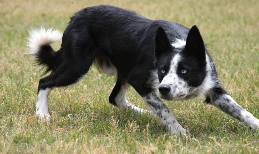 c0rrupt3dcrash's tweet photo. #dogbreedoftheday! Border Collie

The border collie is widely considered the leading sheep-herding breed in the world, with a few other breeds matching it for speed, agility, working ability, and drive. With that, they are frequently ranked number 1 in the top 10 most intelligent dog breeds in the world and are particularly receptive to training. They are sensitive, highly energetic, and have excellent problem solving skills. Border Collies are the happiest when working or involved in high-octane activities and require lots of exercise. As long as their mental and physical needs are being met, the Border Collie can be engaging, lively, and rewarding members of the family but are not for novice dog owners. 

Border Collies emerged from the ancient native British working dogs, developed along the borders of Scotland and England and was named the Border Collie in 1915. In England, Queen Victoria promoted the breed by owning several, including Sharp, who was frequently photographed with her. Her most famous is Winston Cap who was born in 1963 and is depicted on the International Sheep Dog Society badge. 

Their ears can be slightly folded over around the tips but are commonly seen with pin prick ears. They are medium-small with a height of 15"-22" and 30-45lbs, though there is a small percentage that gets up to 23"-26" in height and 45-65lbs. Border Collies aren't commonly affectionate but are extremely loyal, commonly referred to as the "Velcro Dog." They are commonly used as herding dogs but can also work as guard/watch, service, agility, and companion dogs. Border Collies are not known to be friendly with other dogs and are aloof with strangers, with proper socialization this can be managed. They come in many colors such as red/blue merle, tricolor, liver and white, blue and white, red and white, and sable. Other colors such as pure white are signs of poor breeding and merles should never be bred together. Double merles can have many health issues such as blindness, deafness, epilepsy, and many others. Their coats can be short, long, wavy, or silky smooth. They are AKC registered under the herding group.

Generally healthy dogs, they can have issues with their hips and other joints due to their active lifestyle. They are also prone to Collie Eye Anomaly and epilepsy. The Collie Eye Anomaly is the failure of the cells of the posterior portion of the optic vesicles to express growth hormone and affects the differentiation of other cells of the eye. 

Border Collie puppies develop the "watching eye" behavior, this refers to the way they lock their eyes onto something with a steady, hypnotic stare. With this they also adopt their distinct crouching stance/walk. This is another reason they make such incredible herding dogs.

I have one of these menaces living in my home, they are NOT a novice dog breed! If you CANNOT train them nor want to, get a different dog!!