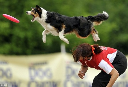 c0rrupt3dcrash's tweet photo. #dogbreedoftheday! Border Collie

The border collie is widely considered the leading sheep-herding breed in the world, with a few other breeds matching it for speed, agility, working ability, and drive. With that, they are frequently ranked number 1 in the top 10 most intelligent dog breeds in the world and are particularly receptive to training. They are sensitive, highly energetic, and have excellent problem solving skills. Border Collies are the happiest when working or involved in high-octane activities and require lots of exercise. As long as their mental and physical needs are being met, the Border Collie can be engaging, lively, and rewarding members of the family but are not for novice dog owners. 

Border Collies emerged from the ancient native British working dogs, developed along the borders of Scotland and England and was named the Border Collie in 1915. In England, Queen Victoria promoted the breed by owning several, including Sharp, who was frequently photographed with her. Her most famous is Winston Cap who was born in 1963 and is depicted on the International Sheep Dog Society badge. 

Their ears can be slightly folded over around the tips but are commonly seen with pin prick ears. They are medium-small with a height of 15"-22" and 30-45lbs, though there is a small percentage that gets up to 23"-26" in height and 45-65lbs. Border Collies aren't commonly affectionate but are extremely loyal, commonly referred to as the "Velcro Dog." They are commonly used as herding dogs but can also work as guard/watch, service, agility, and companion dogs. Border Collies are not known to be friendly with other dogs and are aloof with strangers, with proper socialization this can be managed. They come in many colors such as red/blue merle, tricolor, liver and white, blue and white, red and white, and sable. Other colors such as pure white are signs of poor breeding and merles should never be bred together. Double merles can have many health issues such as blindness, deafness, epilepsy, and many others. Their coats can be short, long, wavy, or silky smooth. They are AKC registered under the herding group.

Generally healthy dogs, they can have issues with their hips and other joints due to their active lifestyle. They are also prone to Collie Eye Anomaly and epilepsy. The Collie Eye Anomaly is the failure of the cells of the posterior portion of the optic vesicles to express growth hormone and affects the differentiation of other cells of the eye. 

Border Collie puppies develop the "watching eye" behavior, this refers to the way they lock their eyes onto something with a steady, hypnotic stare. With this they also adopt their distinct crouching stance/walk. This is another reason they make such incredible herding dogs.

I have one of these menaces living in my home, they are NOT a novice dog breed! If you CANNOT train them nor want to, get a different dog!!
