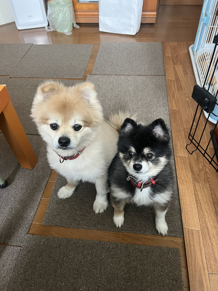 like_train_inpu's tweet photo. サスケときなこ🐶🐶 https://t.co/rxtUZuunuL
