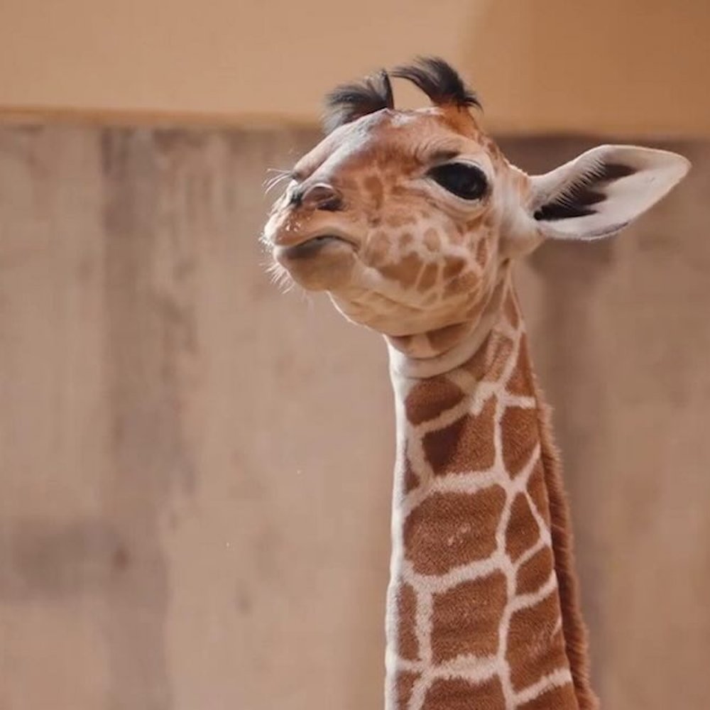 AMAZlNGNATURE's tweet photo. Eugene the baby giraffe became famous for his ridiculous little hairstyle

His fluffy head is completely natural and will change as his ossicones grow https://t.co/ZnaYDos2dW