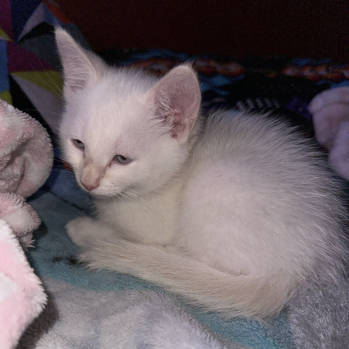 Onean_Alt's tweet photo. Baby Snowball 🥺
He's getting chonk level nowadays tho... https://t.co/eCSnzEC4Rz