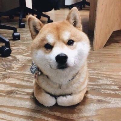 shiko_80's tweet photo. 🎉 💦 My cat’s giving me the stink eye https://t.co/EJxeC4sP2T