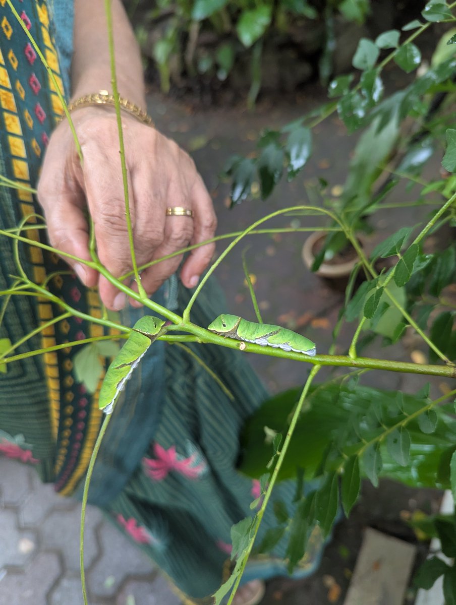 BeingSuketa's tweet photo. Found these 2 happily feasting on our curryleaf plant . I think they look cute😂  #curryleaf #PlantMoreTrees #Plants https://t.co/yfjfM03GdZ