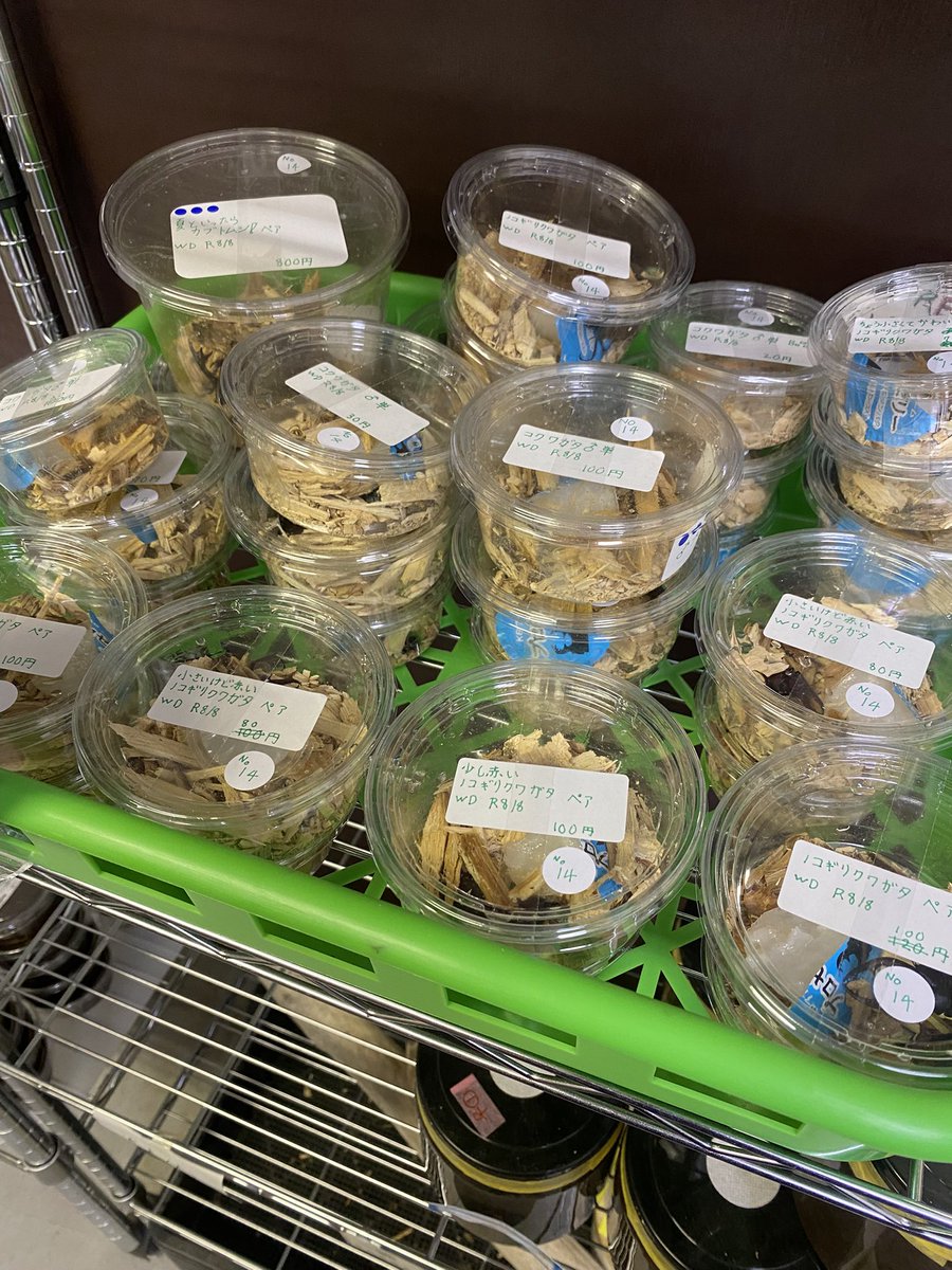 DBASE48's tweet photo. 委託販売コーナーにて
人気ですぐ売れてしまった
国産生体達が追加されました！ https://t.co/Bd4LEvSi6n