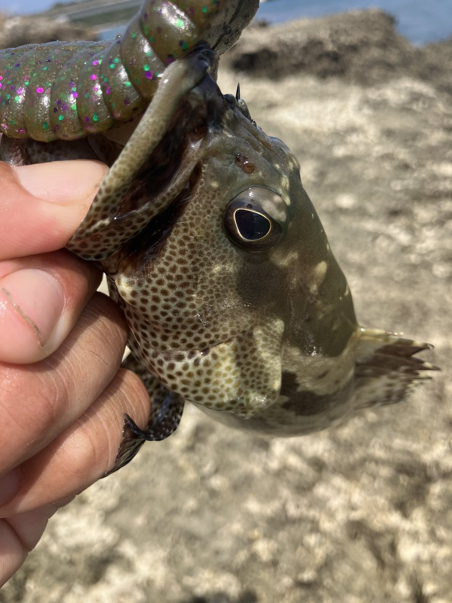 Carelessmith8's tweet photo. 今日はブルフラット×ネイルフロートのセットで
ピッチング練習

同じ場所で同じ魚を釣ってもやり方を変えると新鮮な気持ちで釣りが出来る😊

#ゴールデン釣りクラブ https://t.co/sp0sIHxYvz