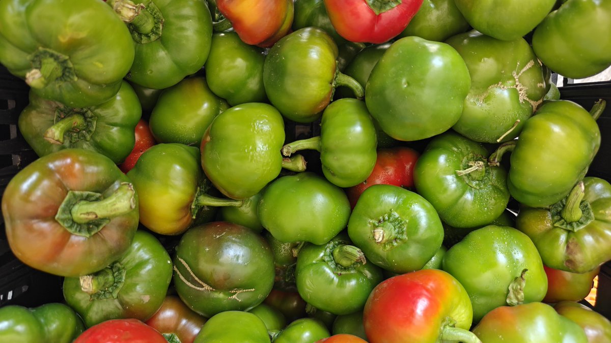 VladbadDJ's tweet photo. Buongiorno #peperoncini #calabria #ferragosto https://t.co/G3JRAlNGSu