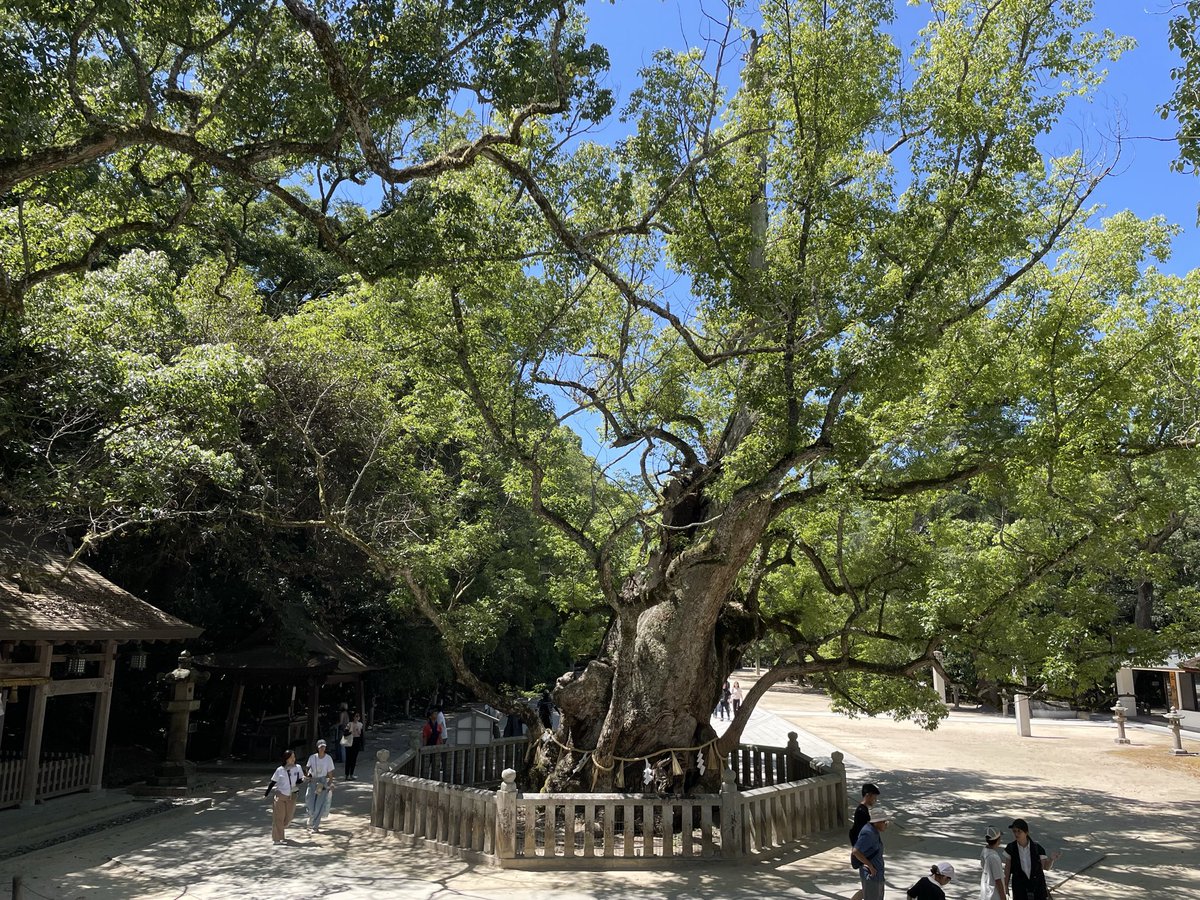 Oyamasho's tweet photo. 快晴の中、しまなみ海道へ。大山祇神社の樹齢2600年の大楠にパワーをもらい、来島海峡大橋で瀬戸内の海の美しさを堪能。 https://t.co/9Xh4BOhU4M