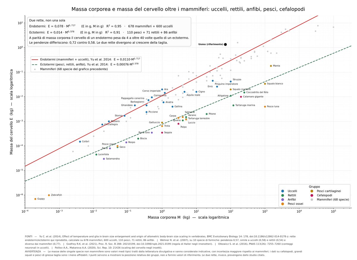 lforesti's tweet photo. La legge tra massa del cervello e massa corporea negli animali

La legge di potenza vale in tutti i gruppi, ma ognuno ha la propria retta. La divisione principale non è tassonomica, è termica.

Su un campione di 678 mammiferi, 600 uccelli, 110 pesci, 71 rettili e 86 anfibi, gli endotermi seguono E = 0,078·M^0,717 (R² = 0,95) e gli ectotermi E = 0,014·M^0,578 (R² = 0,91), con E e M in grammi. A parità di massa gli animali a sangue caldo hanno cervelli da 4 a 43 volte più grandi. Il fattore non è costante perché le pendenze differiscono: circa 8 volte a 10 grammi, 15 a 1 kg, 28 a 100 kg, 52 a 10 tonnellate. Le due rette divergono.

Punti specifici per gruppo:

- Uccelli. Stanno sulla retta dei mammiferi, non su una propria. Corvidi e pappagalli sono i punti più alti: un corvo imperiale da 1,2 kg ha lo stesso cervello di un gatto da 4 kg. La densità neuronale conta ancora di più: nel pallio dei pappagalli e dei corvidi ci sono più neuroni che in primati con cervelli di pari massa.
- Rettili. Il cervello degli uccelli viene comunemente stimato dieci volte più grande di quello dei rettili non aviani a parità di massa corporea, su un confronto di oltre 1000 specie.
- Pesci. Il caso estremo è il pesce luna: una tonnellata di corpo per pochi grammi di cervello. All'opposto la manta ha il cervello più grande fra i pesci, con un rapporto vicino a quello di alcuni uccelli.
- Pendenze diverse dentro i gruppi. Sulle formiche la pendenza risulta 0,57, simile a uccelli (0,58) e rettili (0,54) e nettamente diversa dai mammiferi (0,77).
- Invertebrati. La regola di Haller — gli animali più piccoli hanno cervelli proporzionalmente più grandi — si applica anche a insetti, ragni e nematodi, e si estende a taglie molto inferiori a quanto si pensasse. Il polpo esce dallo schema in altro modo: circa 500 milioni di neuroni distribuiti fra cervello centrale, lobi ottici e gangli delle braccia, quindi la massa cerebrale come indicatore perde senso quando il sistema nervoso non è centralizzato.