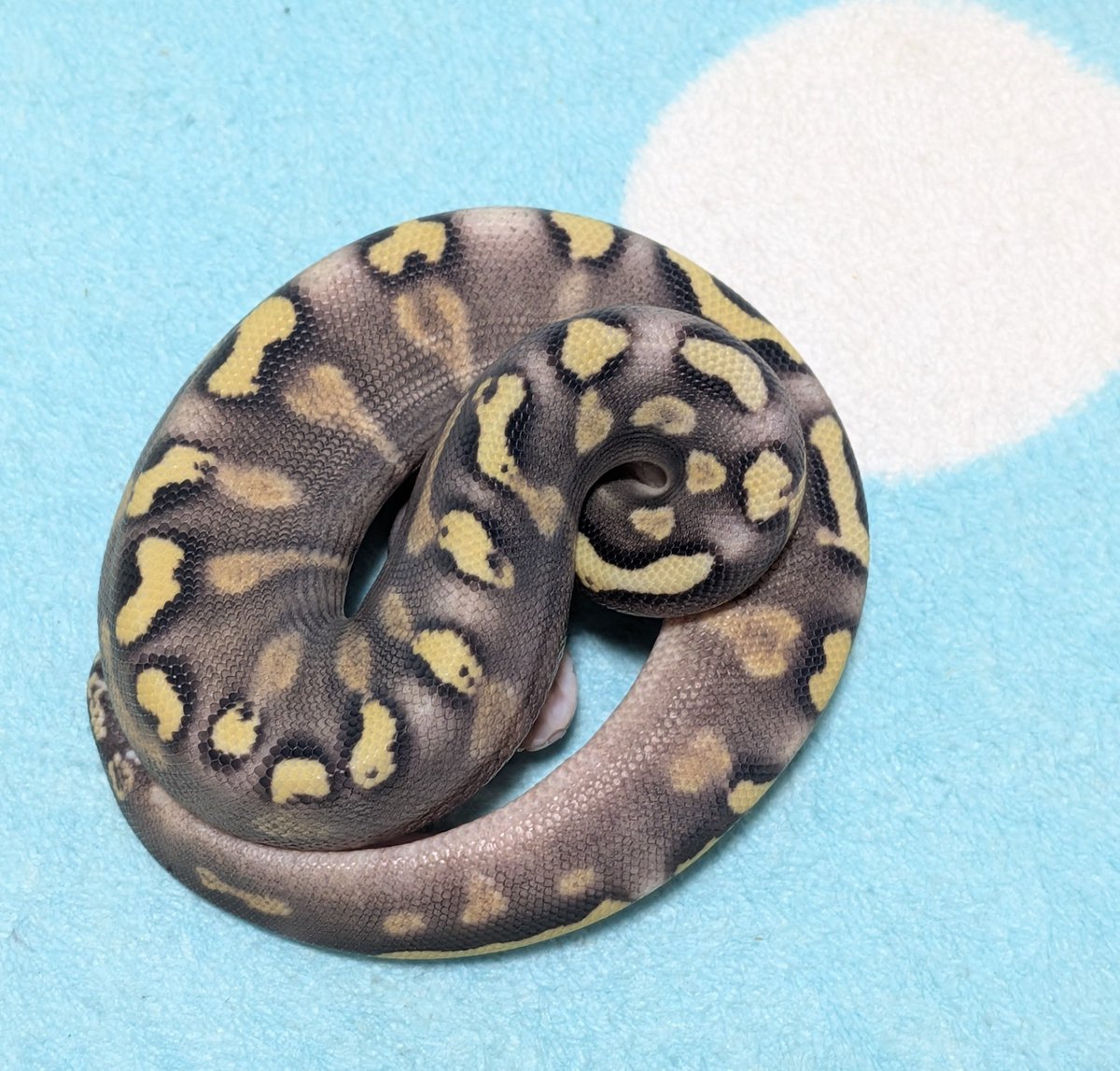BallPython1207 tweet picture