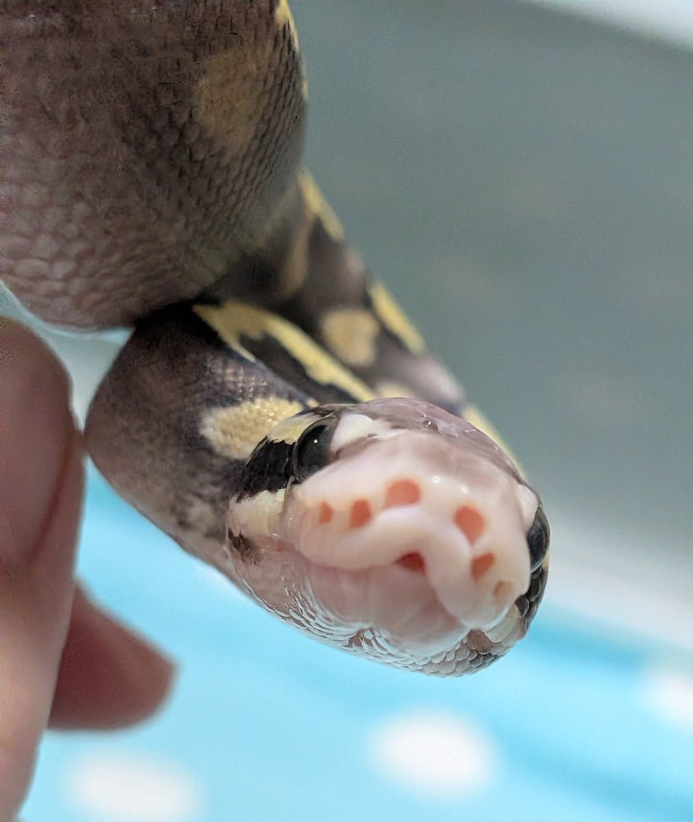 BallPython1207 tweet picture