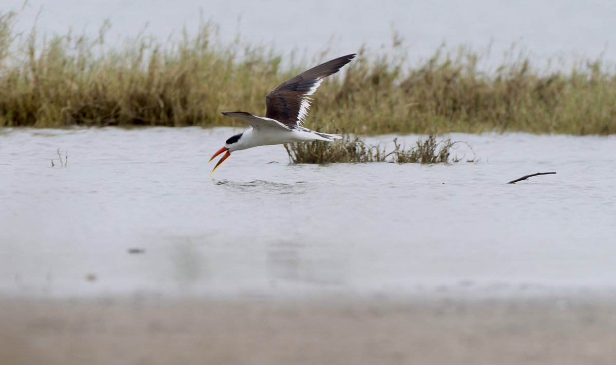 wordsforbirds's tweet photo. Skimmed Fish!!
#BirdsofGujarat #IndianSkimmer #IndiAves https://t.co/neeTGPxWo2