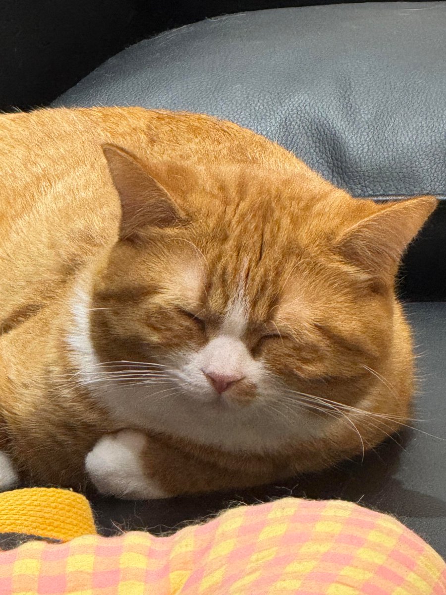nocontextscats's tweet photo. 😴 https://t.co/POqTnYG1pE