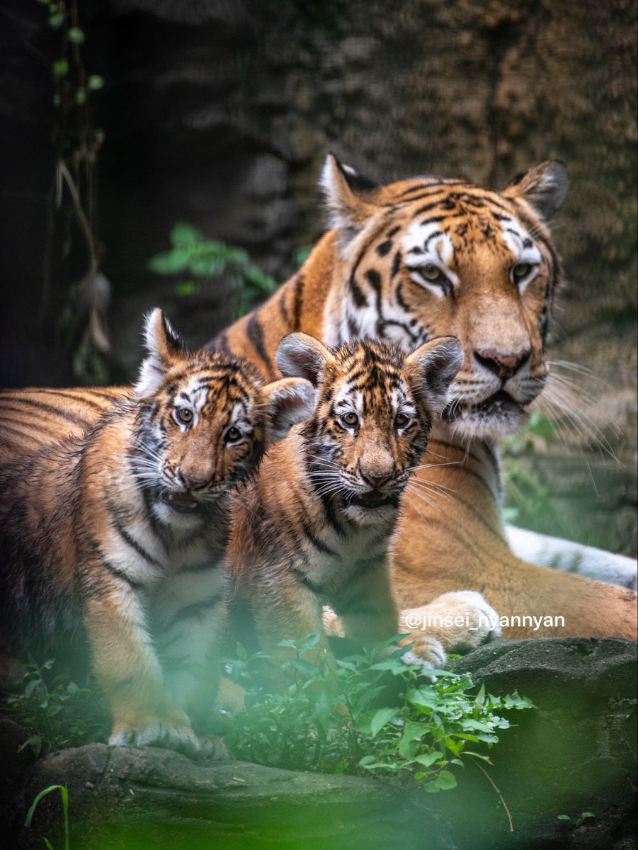 jinsei_nyannyan's tweet photo. 同じお顔が3つ並んでら🐯🐯🐯

#多摩動物公園 #アムールトラ https://t.co/SLLouZnedj