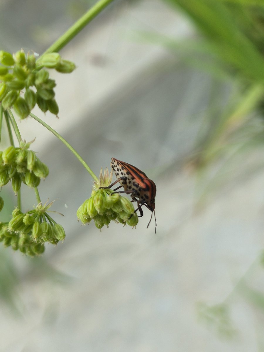 VahidMoghimi's tweet photo. همیشه به جهان ماکرو علاقه داشتم، هنوز هم من رو به خودش مشغول میکنه
#insect
#macrocosmos https://t.co/bFJFUrMdK8