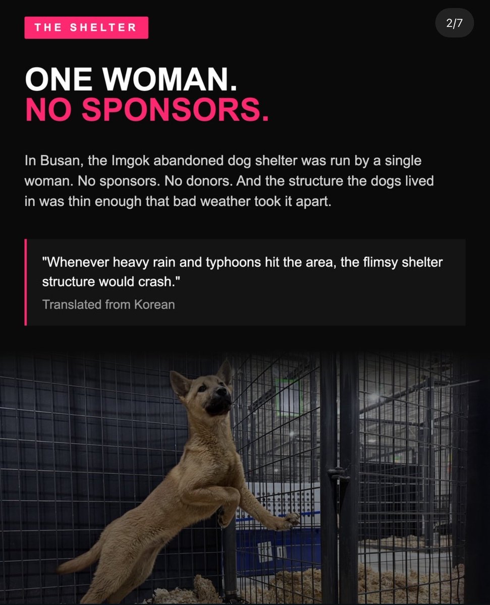 JUNG9795_'s tweet photo. aku paling gak bisa nih kalo udah bahasa hewan2 peliharaan kya gini 😢💔

di busan ada seorang perempuan yg sendirian ngurus shelter anjing terlantar. kondisinya jg memprihatinkan banget… gak ada sponsor atau donor tetap, bangunannya rapuh sampe kalo hujan gede atau kena topan bisa roboh dan bahaya buat anjing-anjingnya 🥺

terus februari 2022, ada seseorang yg nemu postingan blog ttg shelter itu dan mulai bantu. kandangnya dibangun ulang, lantainya diperbaiki, kandangnya dibuat lebih kokoh, dikasih selimut, sampe atap baru yg tahan cuaca.
pas musim panas datang dan ada topan, semua anjing aman 😭

kiriman bantuan itu ternyata terus datang, bahkan setelah april 2023 ketika orang yg ngasih bantuan tersebut mulai wamil. pihak shelter jg gak boleh bilang siapa donaturnya sampe september 2023.

sampai akhirnya ketahuan…
“aku kaget bgt waktu tahu donaturnya adalah J-Hope BTS. aku gak bisa nyebut namanya sampe sekarang karna dia memang gak mau identitasnya diketahui” 

😭😭😭 hobi ternyata bantu shelter itu diam2 dari belakang layar… bahkan pas udah masuk wamil pun bantuannya masih lanjut.
good people really do good things quietly 😭🫶