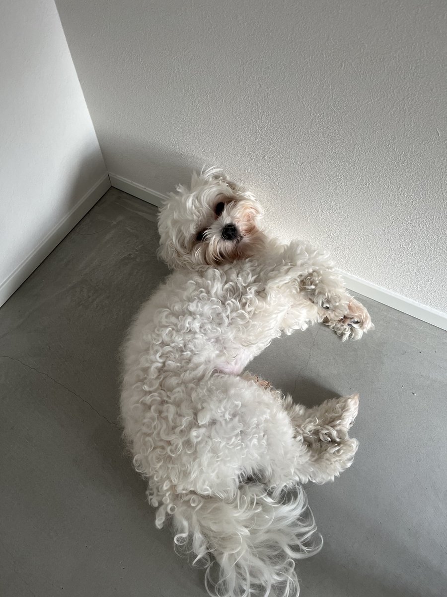 mineco_gg's tweet photo. 色んなところで寝てるいっぬ
椅子の下だけは危ないからやめてほしい🫩 https://t.co/N9AP1smyD2