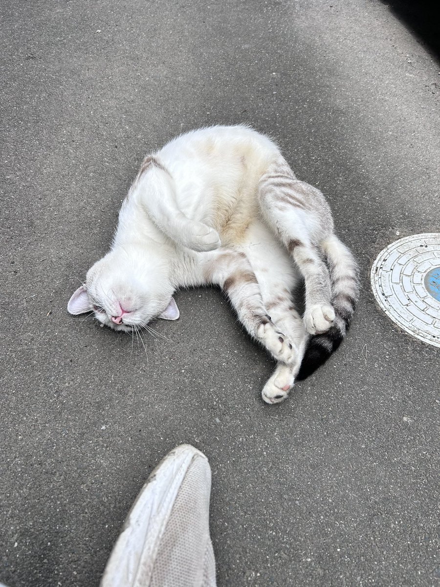 0iQjl's tweet photo. 休憩時間に猫〜 https://t.co/sF9NBDCYCA