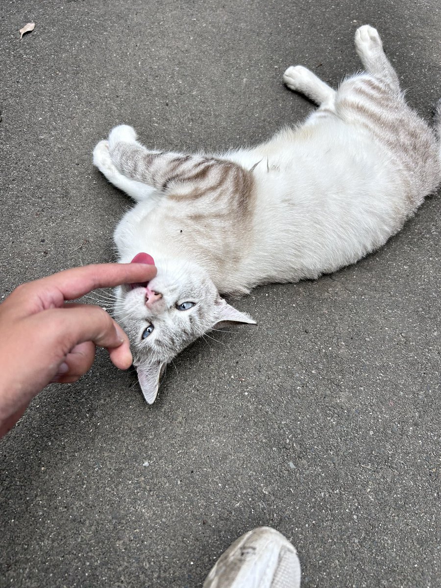 0iQjl's tweet photo. 休憩時間に猫〜 https://t.co/sF9NBDCYCA