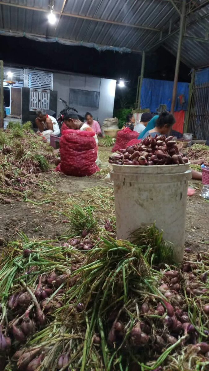 keluhkesahkonoh's tweet photo. Gue gregetan lihat pidato Bapak Presiden. Kenapa gak gue aja yang dipanggil buat nyuarain rakyat kecil? Sakit hati banget.

Nih ya Pak, kupas bawang itu pekerjaan gue dari kecil. Kalau bahasa Brebes-nya mrotor bawang. Semua keluarga gue juga bisnis bawang merah di Brebes.

Bapak Presiden yang baik hati, bukan Rp700 ribu/kg, Pak, tapi Rp700 rupiah. Sekali lagi, 1 kg cuma Rp700, atau perak. Bapak salah dengar mungkin. Kalaupun 1 kg ada yang bayar Rp1.000, itu bawangnya biasanya sangat kotor dan kecil-kecil.

Dapat upah Rp10 ribu aja kita harus bersihin bawang berjam-jam sampai pinggang sakit. Apalagi kalau Rp700 ribu, mungkin butuh waktu sebulan. 😭

Pak, coba tengok orang-orang yang kerja. Kebanyakan mereka yang sudah renta dan gak punya penghasilan tetap. Buat kita orang desa, pekerjaan ini cukup membantu walaupun upahnya gak seberapa.

Tolong dibenerin lagi, Pak, ucapannya. Atau mungkin datang langsung ke Brebes dan tanya masyarakat setempat biar Bapak tahu kondisi sebenarnya.

Sekali lagi, Rp700 rupiah/kg, bukan Rp700 ribu.

Mending gue jadi tukang kupas bawang daripada jadi TKW. 😒😒