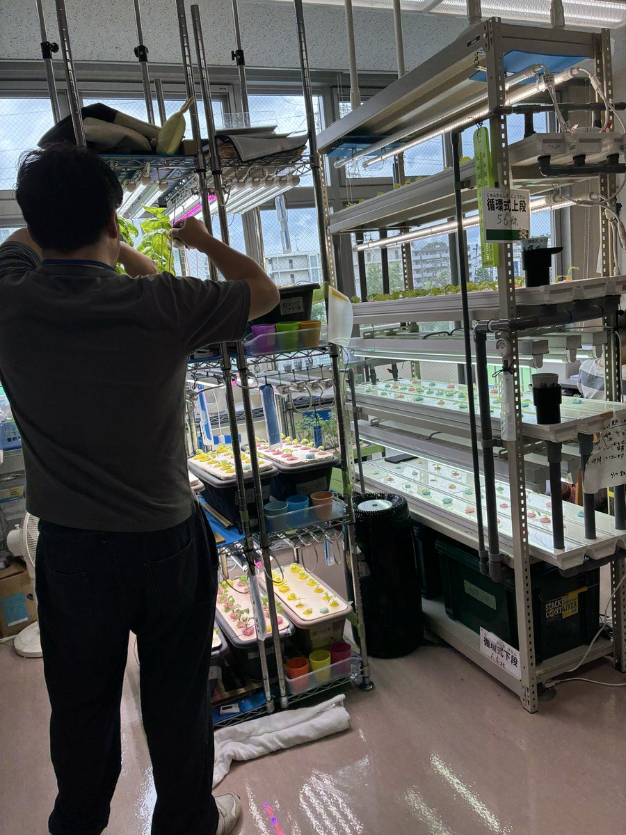 ohc_agriwell's tweet photo. 社会福祉法人横浜共生会
しんよこはま地域活動ホーム
（横浜市港北区:生活介護）
作業室4（通称:わくぽに）室内
有機水耕栽培

次の販売予定は９月５日のびすけっと祭り
お盆期間中で何となくいつもと違う
静かな雰囲気ですが
メンバーさんの作業は途切れません。

#しんよこはま
#水耕栽培 https://t.co/CDsIWPFu0Z