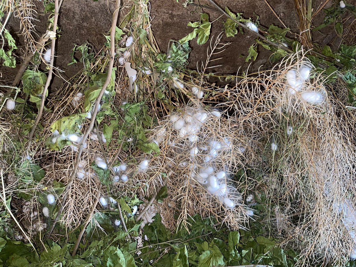 Ncttngnc's tweet photo. İlimizde yeni bir üretim hikâyesi filizleniyor… 🦋 🐛🐛 

İl Müdürlüğü olarak, ipek böcekçiliğinin ilimizde güçlü bir üretim alanına dönüşmesi için farklı lokasyonlarda deneme çalışmalarımızı sürdürüyoruz.

Bugün küçük alanlarda attığımız adımlar, yarının büyük üretim sahalarının temelini oluşturuyor. 

Çiftçilerimizle birlikte oluşturduğumuz deneme alanlarında elde ettiğimiz sağlıklı ve umut verici sonuçlar, doğru adımlarla ipek böcekçiliğinin Muş’ta önemli bir üretim kolu olabileceğini gösteriyor.

Sabırla, emekle ve üreticilerimizin gücüyle ipeğin yolunu örüyoruz. 🦋🐛 

@ibrahimyumakli  @TCTarim 
@Valiavnicakir  @TR_HAYGEM