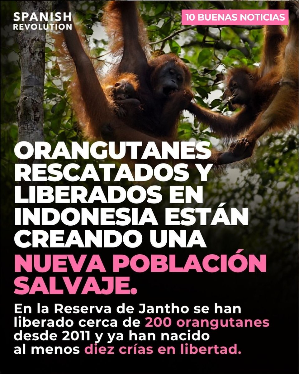 Spanish_Revo's tweet photo. Hoy vamos a probar algo nuevo: 10 buenas noticias para dar un poco de esperanza tras una semana de derivas autoritarias, terremotos e injusticias varias.
Si os gusta, por favor, ponedlo en comentarios y seguiremos haciéndolas. https://t.co/ndbikAbtb2