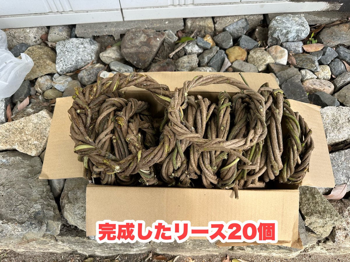 okamura1954's tweet photo. いつものボランティア後のゴミ拾い散歩🚶‍♀️

お盆とあって散歩している人は少ない🤗

8月22日（土）にカフェふらっと➕ベジ、TAMARIBAで開催予定で使用するリースを20個依頼🤩

伏見北堀公園のツツジに絡んだクズカズラを大量に採取🤗

3時間かけて20個完成してミッション間遂😍
ゴミは少なくて嬉しい🥰 https://t.co/Spdzk0hkp1