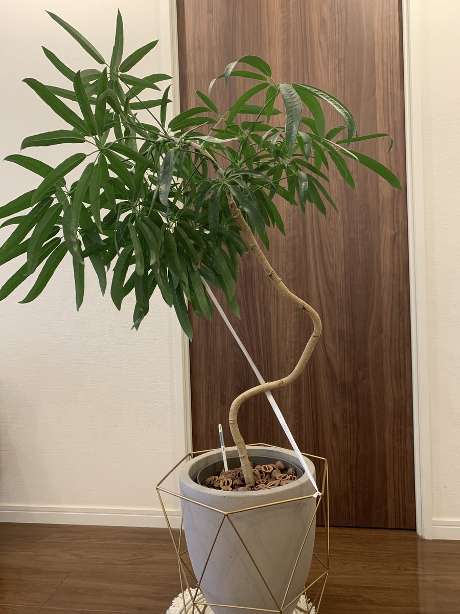 nishimura_logo's tweet photo. 仕事の息抜きに、リビングにある観葉植物（シェフレラ）の幹を曲げる試みを実行に移してみた。 https://t.co/zFyTDEU8he