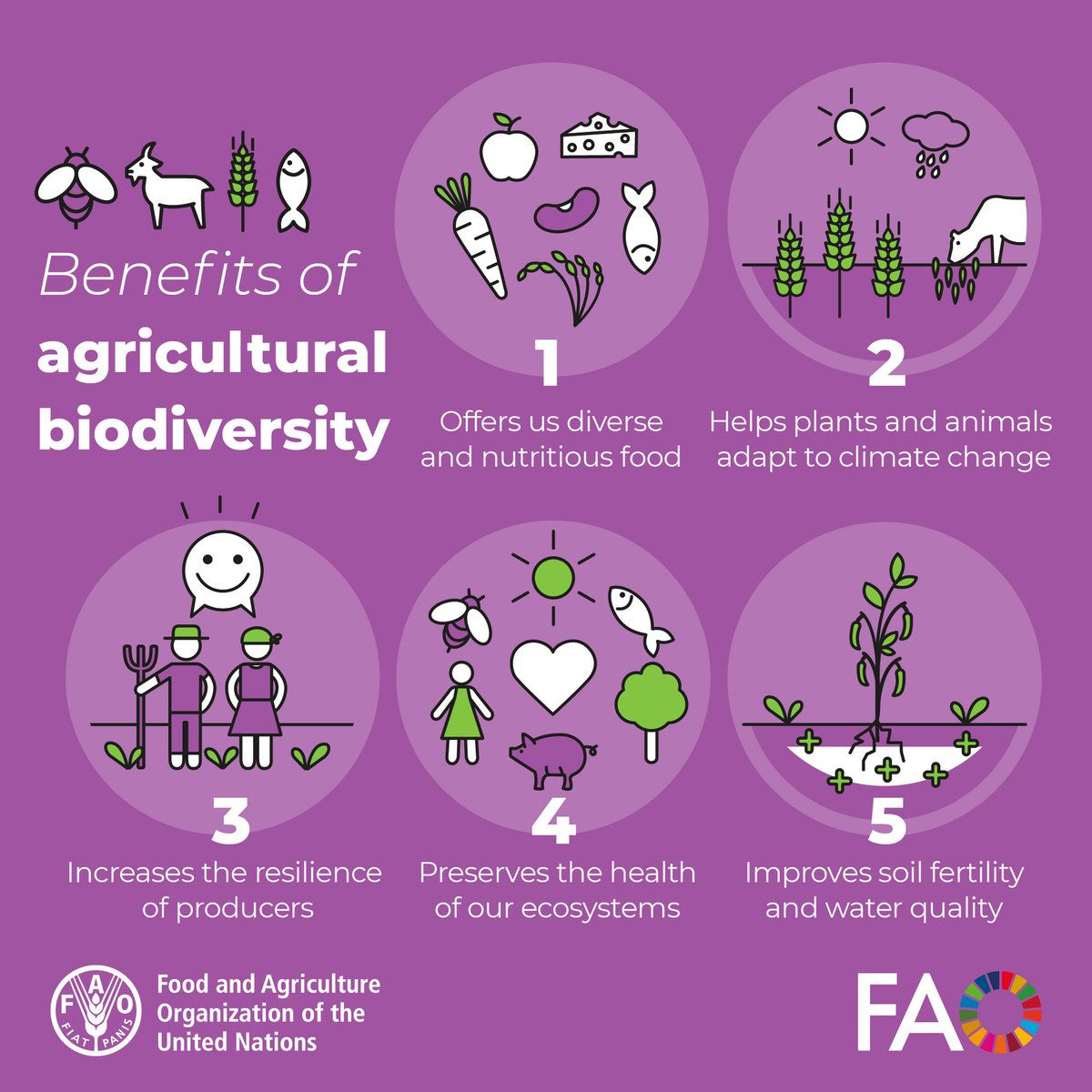 FAOKnowledge's tweet photo. Agricultural biodiversity is vital for coping with a changing climate and securing our future of food.  🥕🍊🍎🍅🍒🥔

5️⃣ benefits of agricultural biodiversity 👇 

#AgriculturalBiodiversity https://t.co/9QIflefWa9