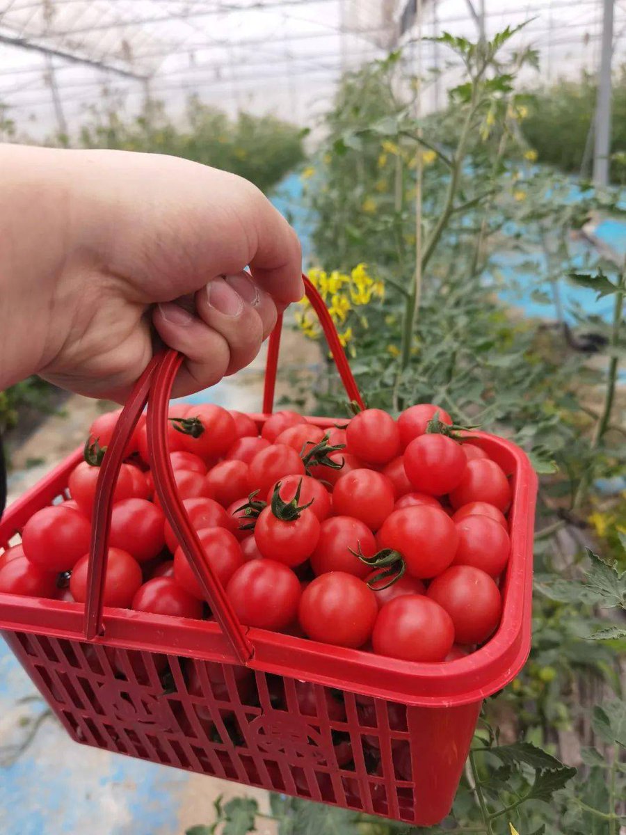 Michael09802144's tweet photo. Just tried the new organic cherry tomatoes from local farms! Super juicy, sweet with no sour aftertaste, and packed with flavor. Perfect for salads or snacking . https://t.co/VQ1NhFRmZ6