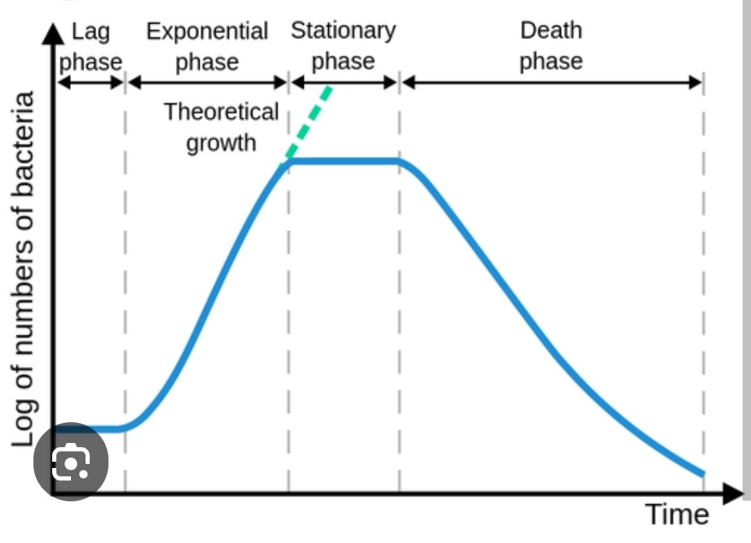MonkeyStaxx's tweet photo. @PeterSchiff @AdamBLiv I've thought for a long time now that Bitcoin will imitate the phases of bacterial growth, and it will soon enter the stationary phase. https://t.co/Lx4XQohQHe
