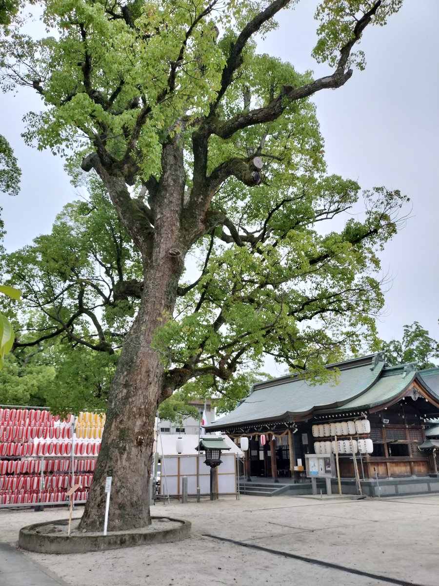 Yang_Wan_li_2's tweet photo. 護国神社へ参拝。
いま我々が生きる未来を守ってくれた先人へ、感謝を申し上げて参りました。 https://t.co/yfgsHtfBVw
