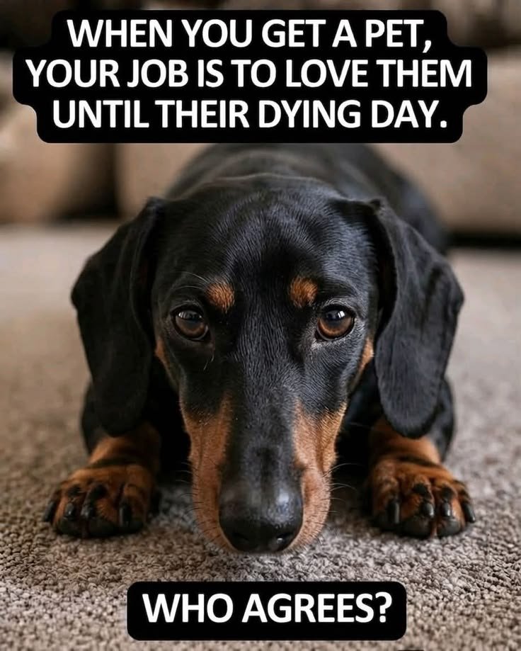 puppiesDoglover's tweet photo. https://t.co/j0PP3p2JTn