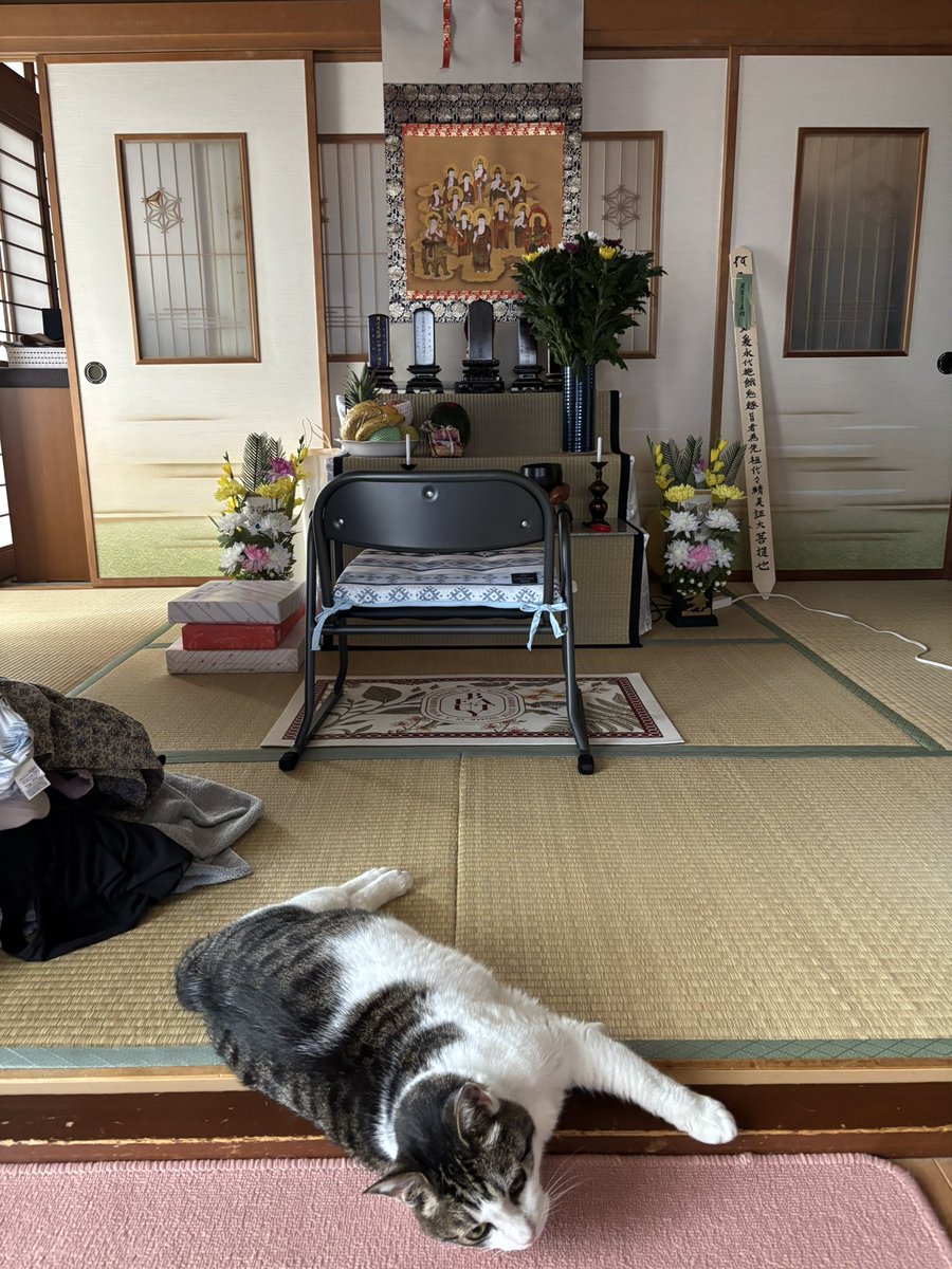 mya_o8's tweet photo. 実家の盆棚の前に洗濯物と猫落ちてる https://t.co/iAvcPCBp2i