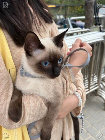 Pau7ipg's tweet photo. Dara catches a faint rustling sound from the bushes and raises her head, instantly on guard. She takes a whiff of the breeze, identifies a rabbit, and calms down, certain it poses no danger to her or her young ones. A stroll through the city with my daughter, shopping together. https://t.co/UarUiaCQNN