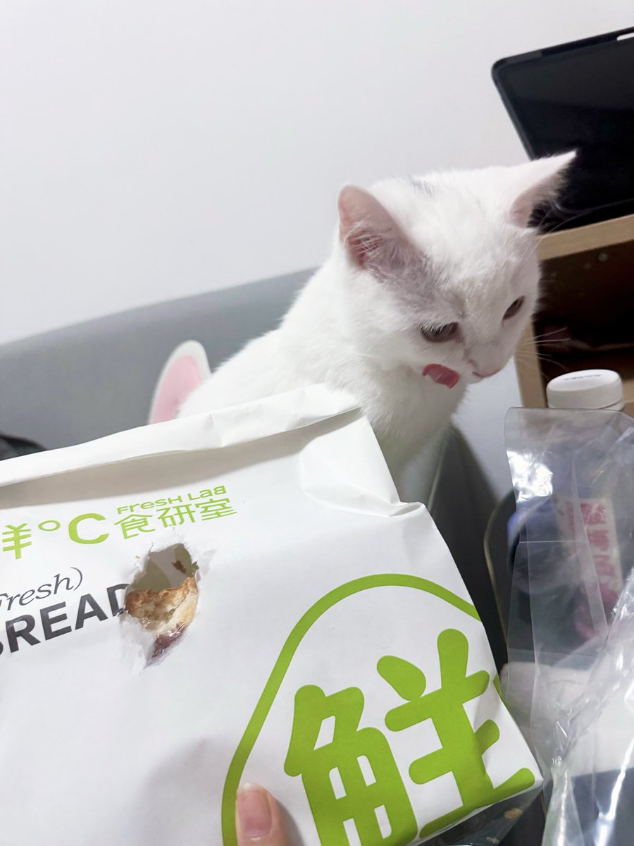AOIUVmrr's tweet photo. 饭团你是不是欠揍啊 全世界倒数第一不爱吃的小猫 https://t.co/Hm3DGubzt7