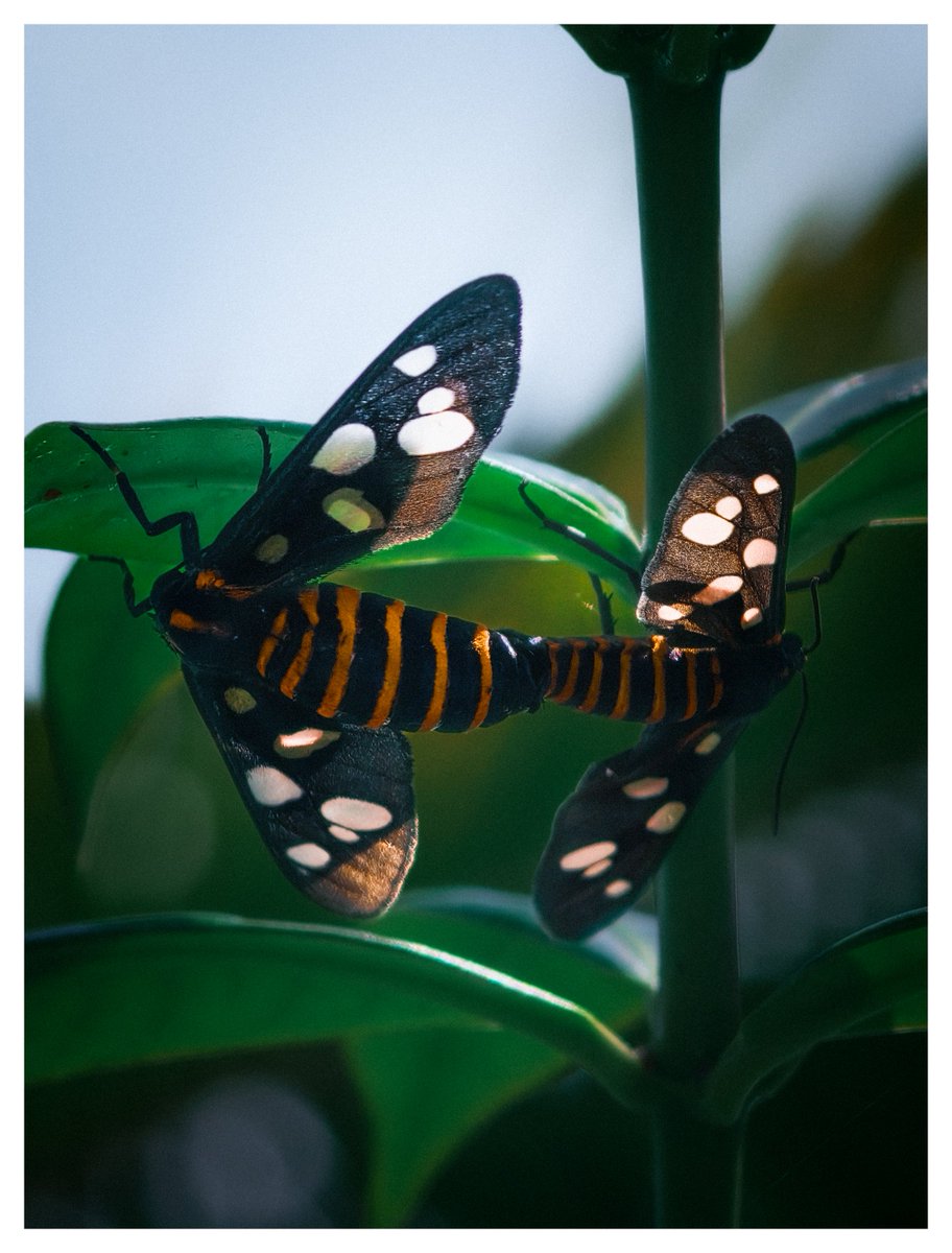 gokull_krrish's tweet photo. Tiger moths
#ShotonOppo #FindX9Pro
#Macrophotography https://t.co/06OLnkO0NE