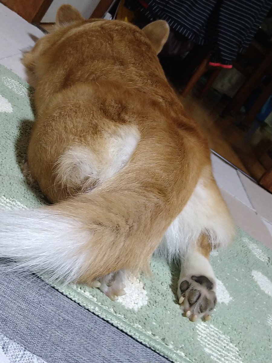 nkurikawa's tweet photo. 床と一体化した犬。 https://t.co/0WAJ6Aih3m