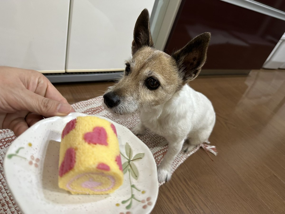 810sheva's tweet photo. ㊗️シェヴァ15歳おめでとう🎊🥳🎉 https://t.co/RvcuppTR8w