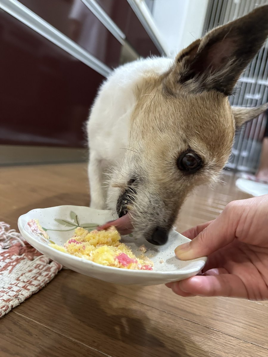 810sheva's tweet photo. ㊗️シェヴァ15歳おめでとう🎊🥳🎉 https://t.co/RvcuppTR8w
