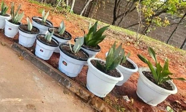 FaithPhiri22's tweet photo. Enough with all the political talk for now… let me show some love to my plants. 🌿💚 Sometimes, a little greenery is all the therapy you need! 🪴✨ https://t.co/EHNFNr08KI