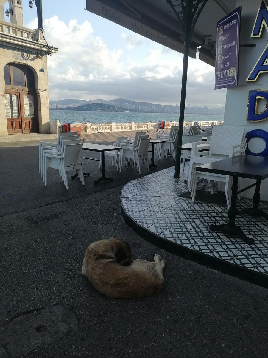 yagmur_gokce06's tweet photo. Büyükada Şehir Hatları iskele girişi ve karşısındaki dondurmacı önü, 10:51.

Kapı önünde duran başıboş köpekler…
Ne işleri var orada?

Yoğun iskele girişinde, dondurma alan insanların tam önünde birikmişler. Yol vermiyorlar, uzaklaşmıyorlar. İnsanlar tedirgin oluyor, çocuklar korkuyor.
Dar alanı işgal etmiş gibiler.

Kontrolsüz dolaşmaları hem güvenlik hem hijyen sorunu. Isırık ve hastalık riski taşıyorlar. İnsanların keyfini bozan gereksiz bir manzara.

@TC_adalarist @adalarbld