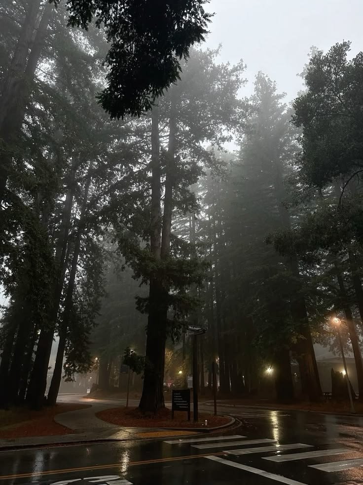 elemmiressoul's tweet photo. foggy day. https://t.co/fNcITjkimB