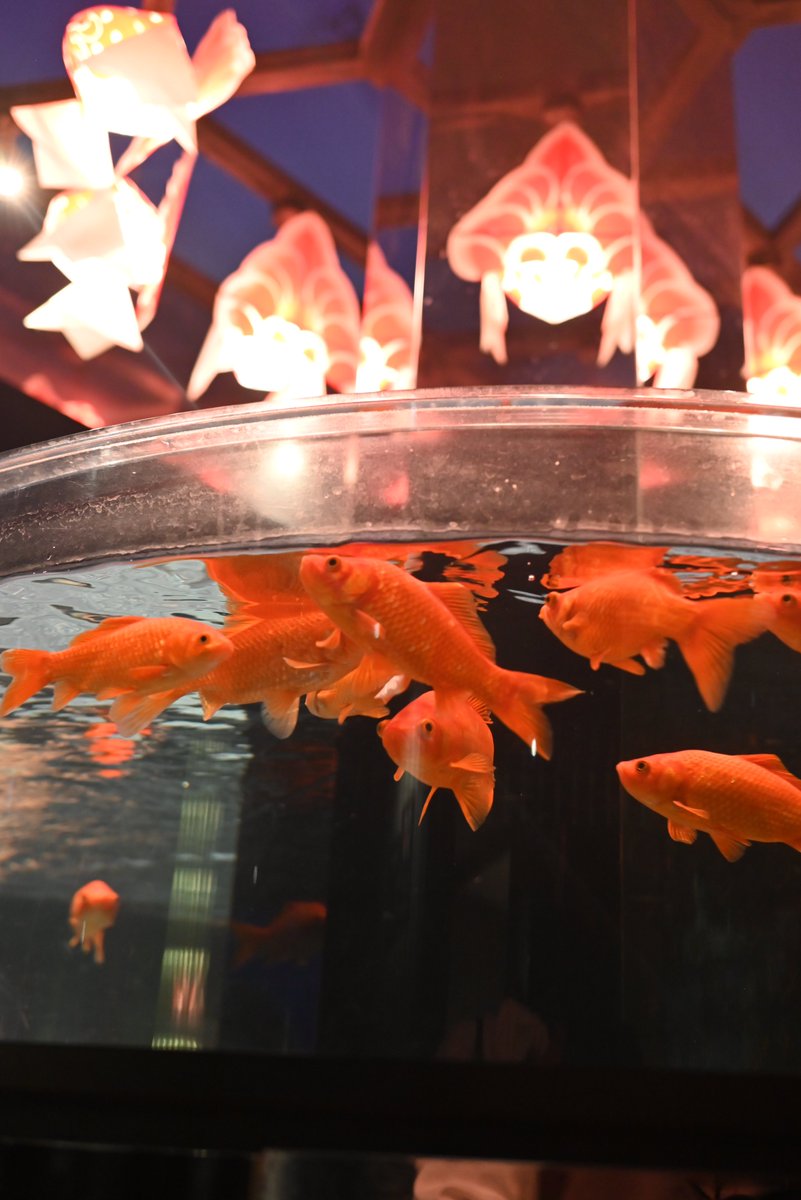 iow116_camera's tweet photo. 和金の水槽と、金魚モチーフの飾り付け。和風な雰囲気と金魚、やっぱり相性が良い。

#キリトリセカイ #写真が好きな人と繋がりたい #NikonZ5 #すみだ水族館 https://t.co/tOREEjGpMU