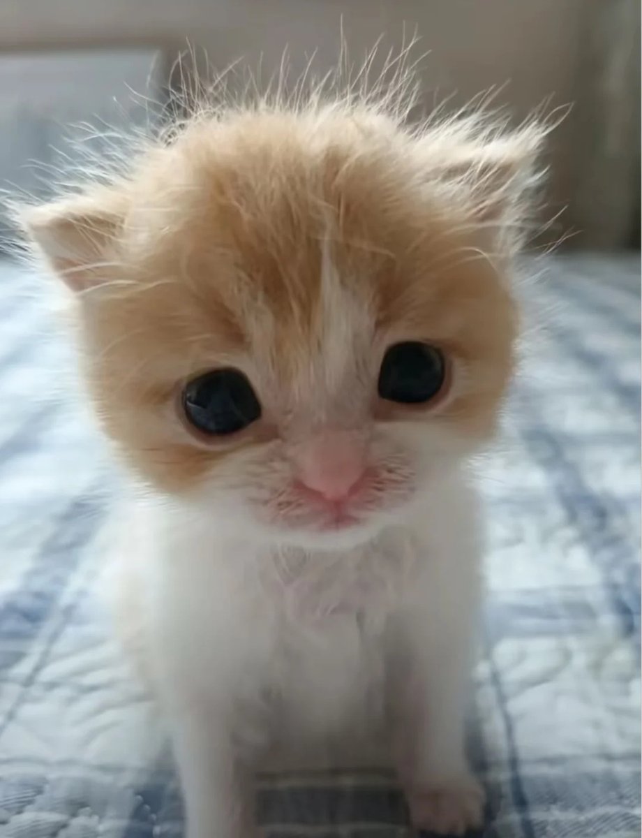 cutestscats's tweet photo. just woke up and confused about life 😳 https://t.co/mbHG2eR1od