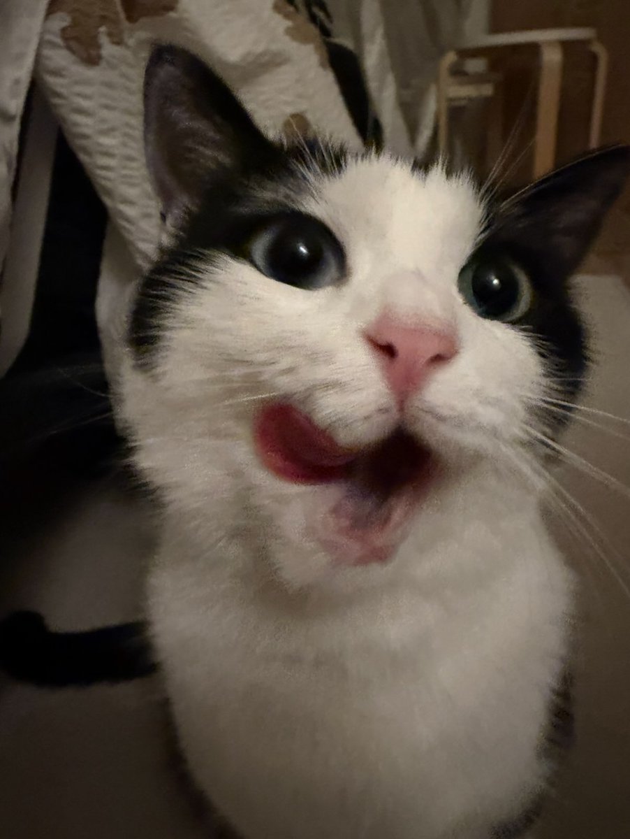 TinyWhiskersX tweet picture
