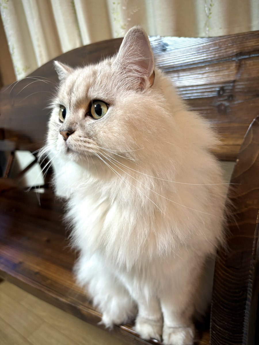 nekomarutt's tweet photo. 普通にしてるとかわいい( *¯ ꒳¯*) https://t.co/9m0uZWdZkl